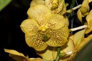 svet-orchideji-brezen-2011-006.jpg